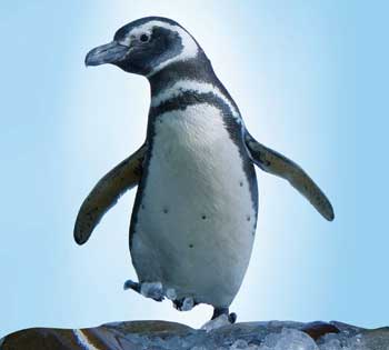 penguin-aquarium.jpg
